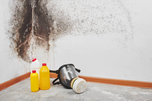 Professional Mold Removal in Kimberly, WI