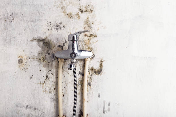 Best Commercial Mold Removal  in Kimberly, WI