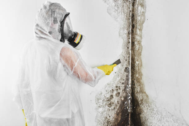 Certified Mold Removal in Kimberly, WI