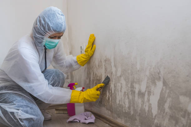 Best Residential Mold Removal  in Kimberly, WI