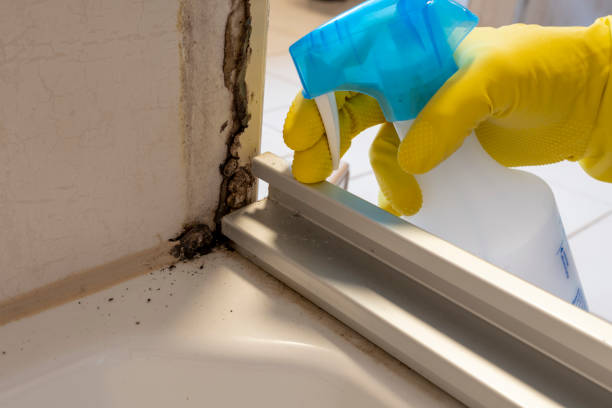 Best Office Mold Removal Services  in Kimberly, WI