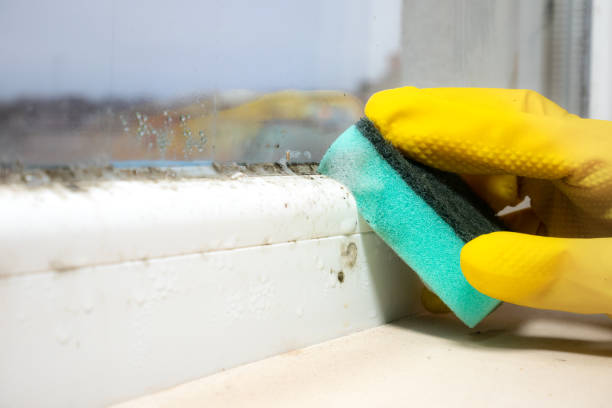 Mold Removal Process in Kimberly, WI