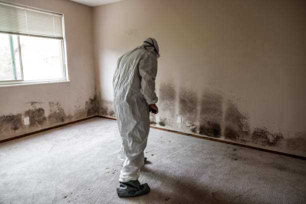 Best Certified Mold Removal  in Kimberly, WI