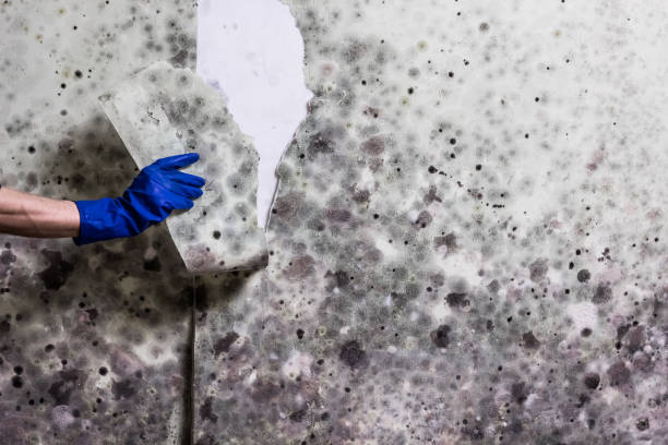 Best Mold Testing  in Kimberly, WI