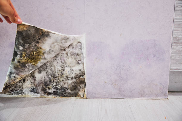 Best Mold Inspection  in Kimberly, WI